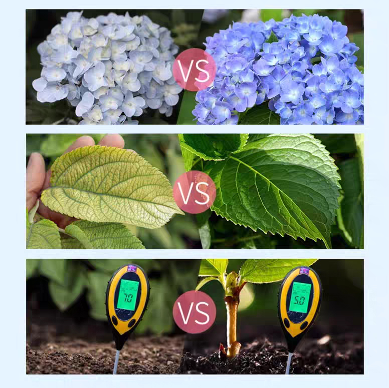 Effects of Applying Aluminum Sulfate on Hydrangeas
