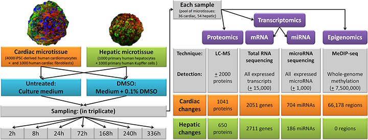 DMSO’s impact on cellular processes